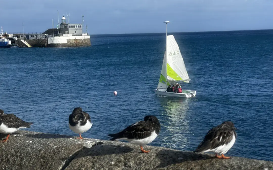 Wild Encounters on the Water: Wildlife Highlights of 2025 🌊⛵